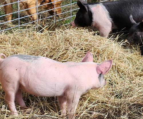 Farm to Table, Locally Raised, Hormone Free, Antibiotic Free, Sustainably Farmed PIGS Farm to Table, Locally Raised, Hormone Free, Antibiotic Free, Sustainably Farmed PIGS