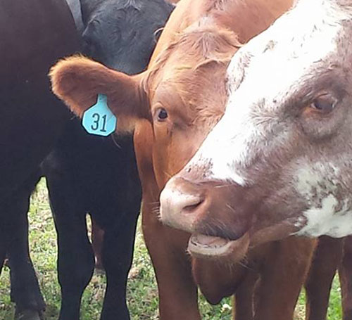 Farm to Table Grass Fed Hormone Free Antibiotic Free Sustainably Farmed BEEF Farm to Table Grass Fed Hormone Free Antibiotic Free Sustainably Farmed BEEF